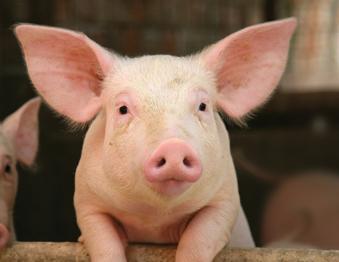 4810 Web Images for Solutions Pages Europe Pig 7
