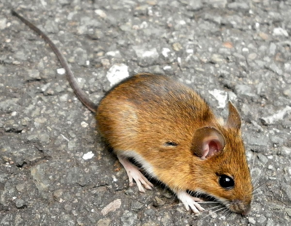 Apodemus flavicollis Ratiborice